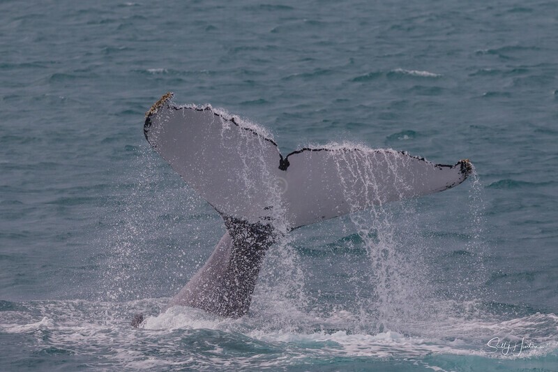 HB Tail Slap 10. 0A3A4689 - Copy - 2025 Hervey Bay Whales