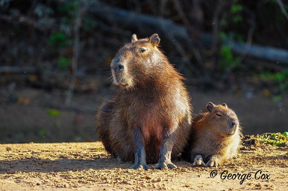Capybara mother and young