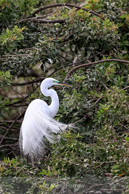 Great Egret, Venice Rookery, Florida - Great Egret