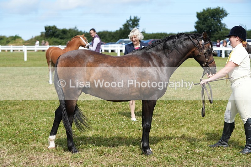 DSC05579 - Class 50: NPS M&M 4 years and over Small Breeds