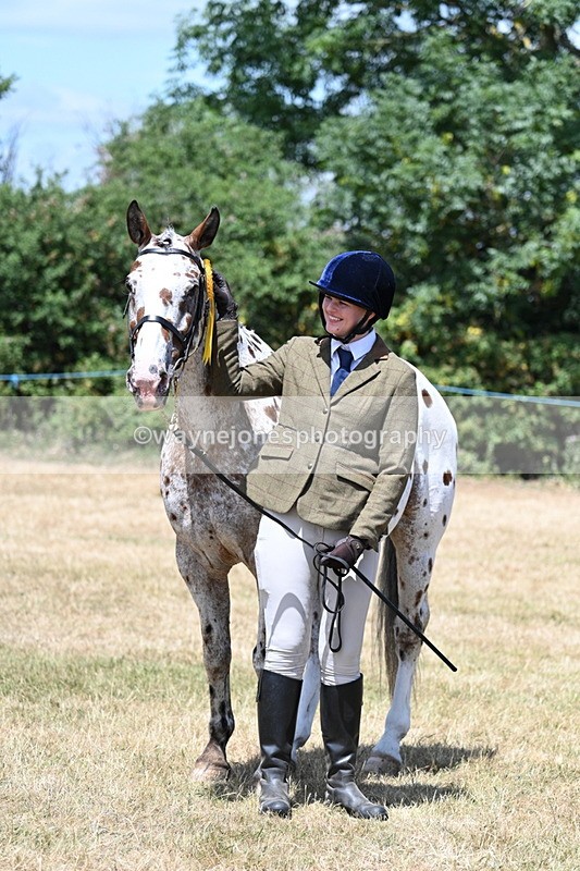WJ7_2462 - Class 5a Most Handsome Gelding in hand (above 14.2hh)