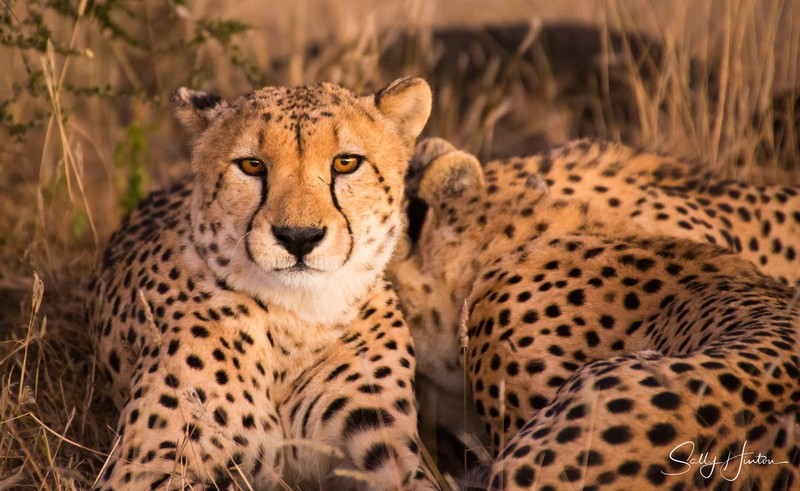 Cheetah Male Coalition
