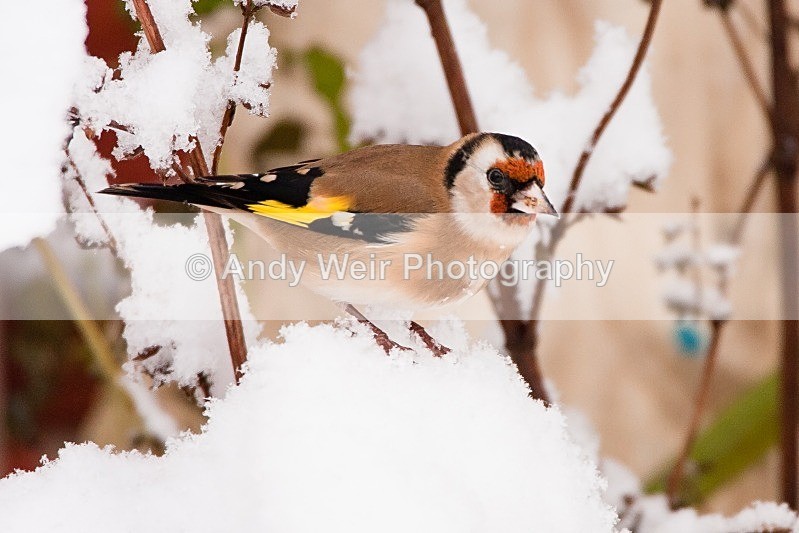 20100105-Garden 111 - Goldfinch