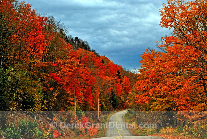 New Brunswick Autumn Foliage - Paradise Road - Autumn Foliage