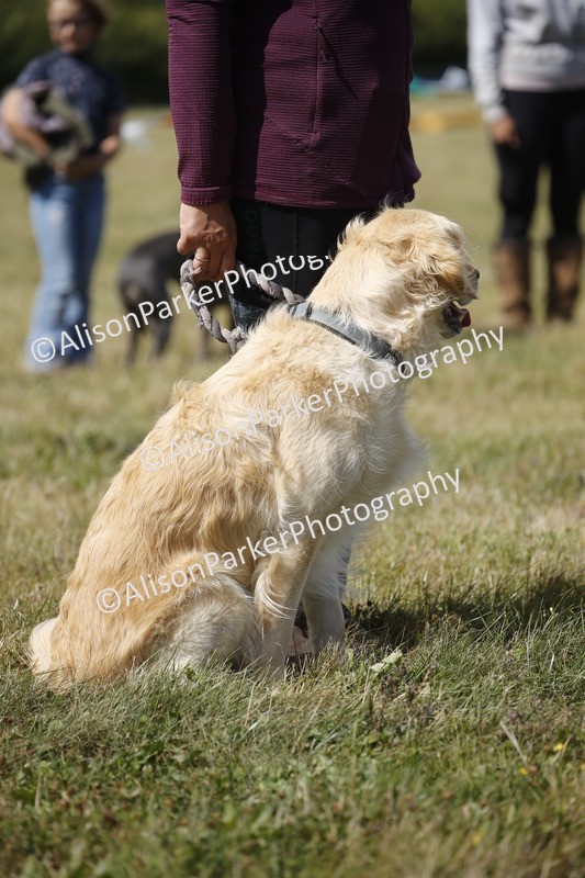 20250831-3798 - Dog Show