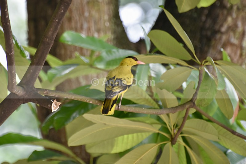 Thinking about the next move - Singapore and Kuala Lumpur (including some wildlife)