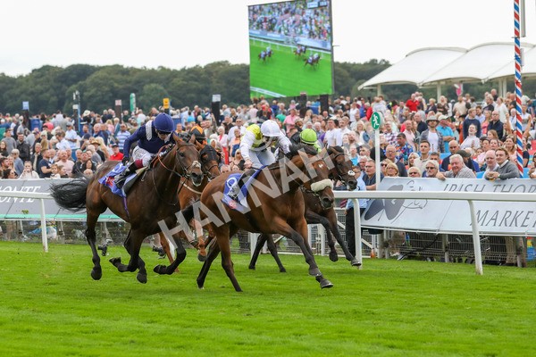230823-Race 5-Forza Orta-4463 - Race 5 4.10pm Sky Bet Stayers Handicap