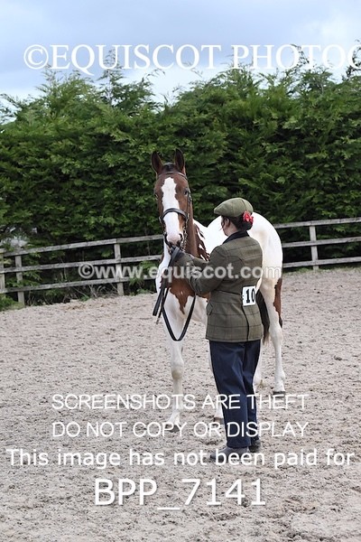 BPP_7141 - RING 1  (RIDDEN HORSES / IN HAND / VETERAN ETC)