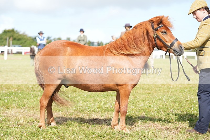 DSC05325 - Class 49: NPS Shetland 4 years and over
