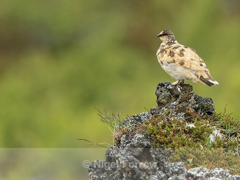 Ptarmigan (summer plumage) perched on rock, Iceland - Ptarmigan