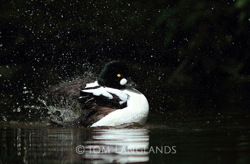 Goldeneye - Wildfowl