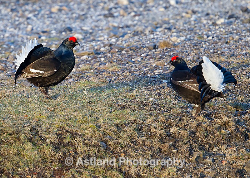 Astland Photography, Bird and Wildlife Images, Susan and Peter Wilson, U.K.