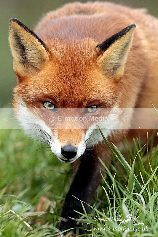 Vixen 260313-626a - Nature