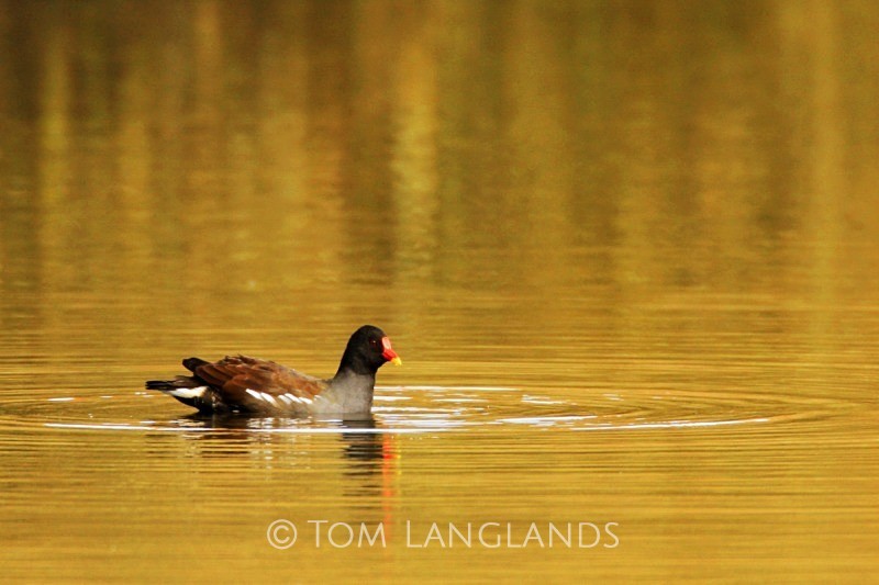 Moorhen on Gold - Rails and Crakes