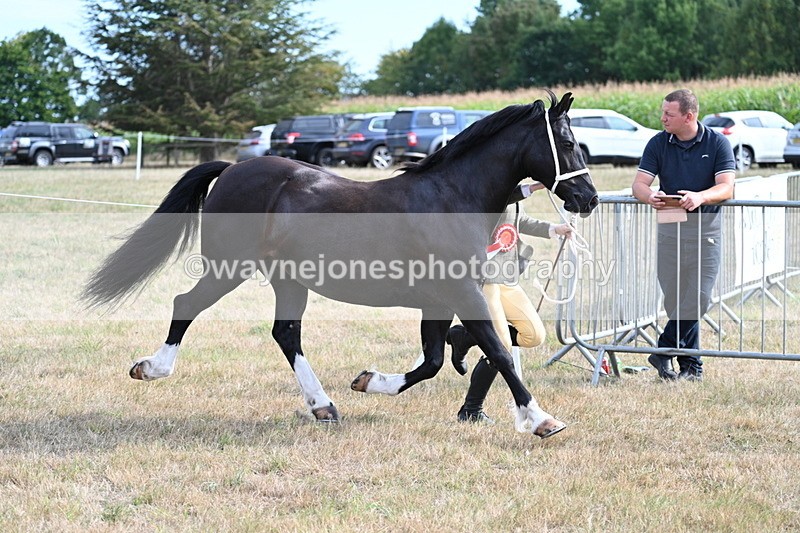 WJ7_8221 - In-hand Championship
