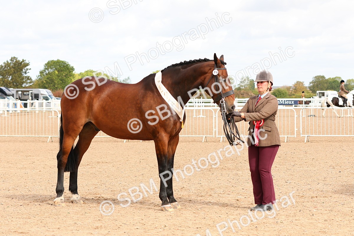 SBM_11763 - Class 208 - IH Veteran Horse