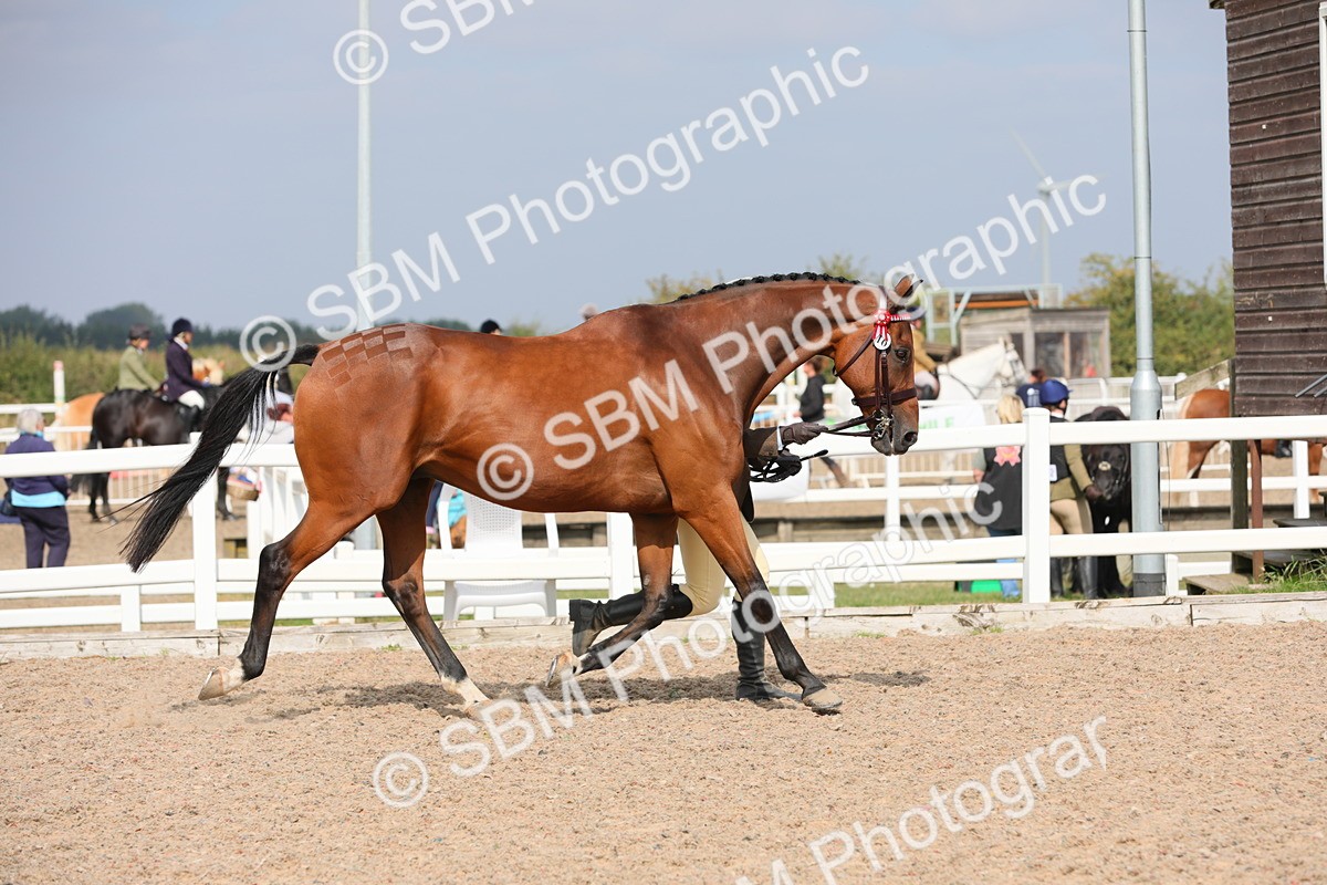 SBM_15916 - Class 313 IH Retired Racehorse
