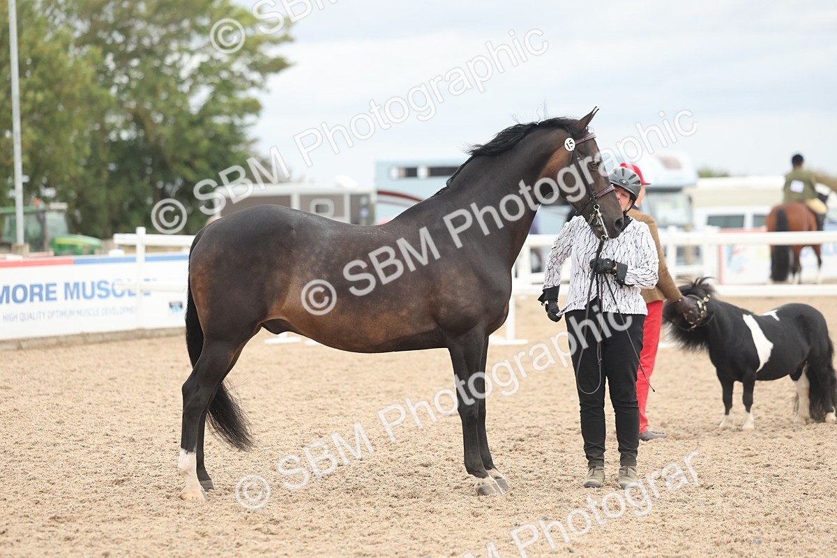 SBM_19311 - Class 317 - IH Pure Bred Horse-Pony