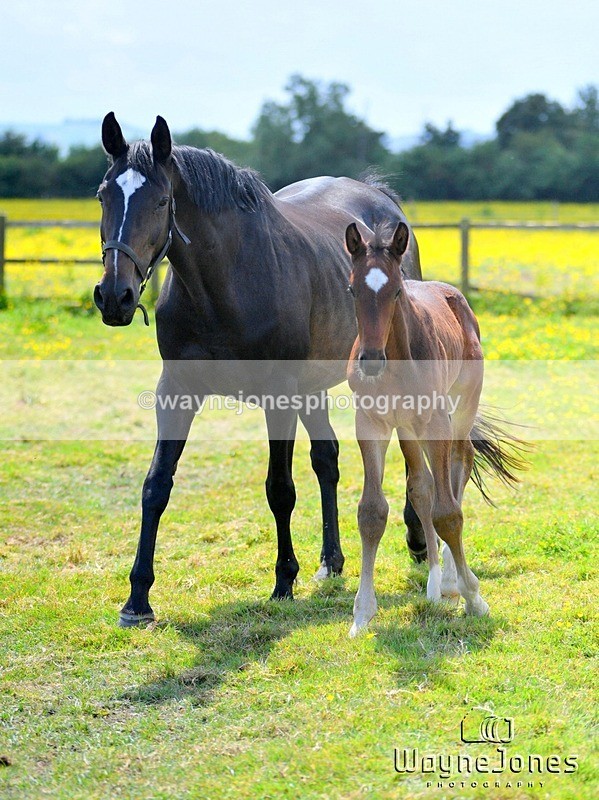 WJ5_4085 - Lyford Stud - Foals 01-06-25