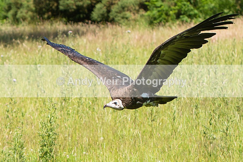 20140705-_MG_6384 - Captive Birds
