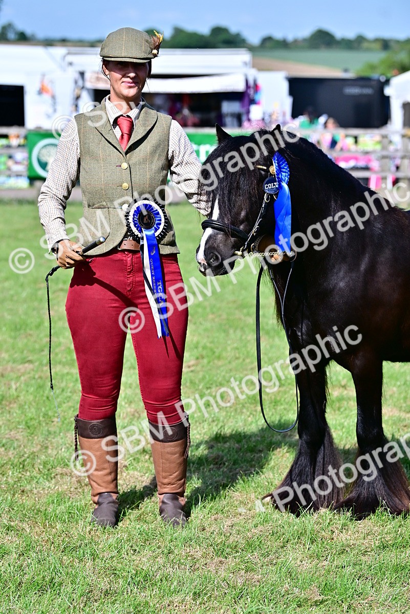 SBM_09494 - Class 63-65 - Traditional Gypsy Cobs In Hand & Ridden