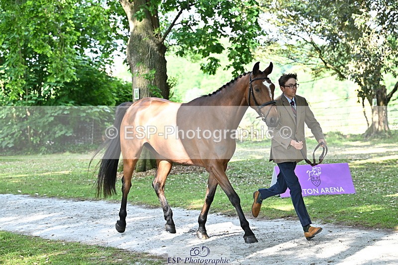 250521A-164632-01321 - C-258-Bill.Levett-ITALIAN.HARLEQUIN.NJ