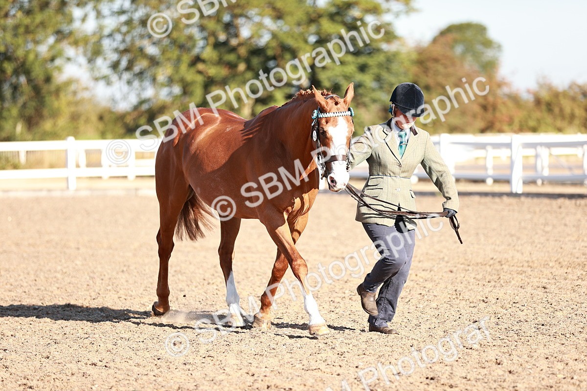 SBM_11205 - Class 401 - IH  Veteran horse