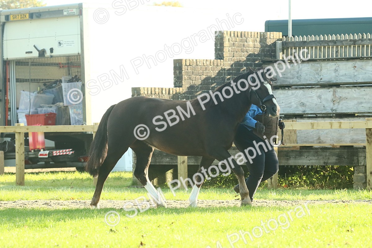 SBM_58552 - S37 - Starters In Hand Showing
