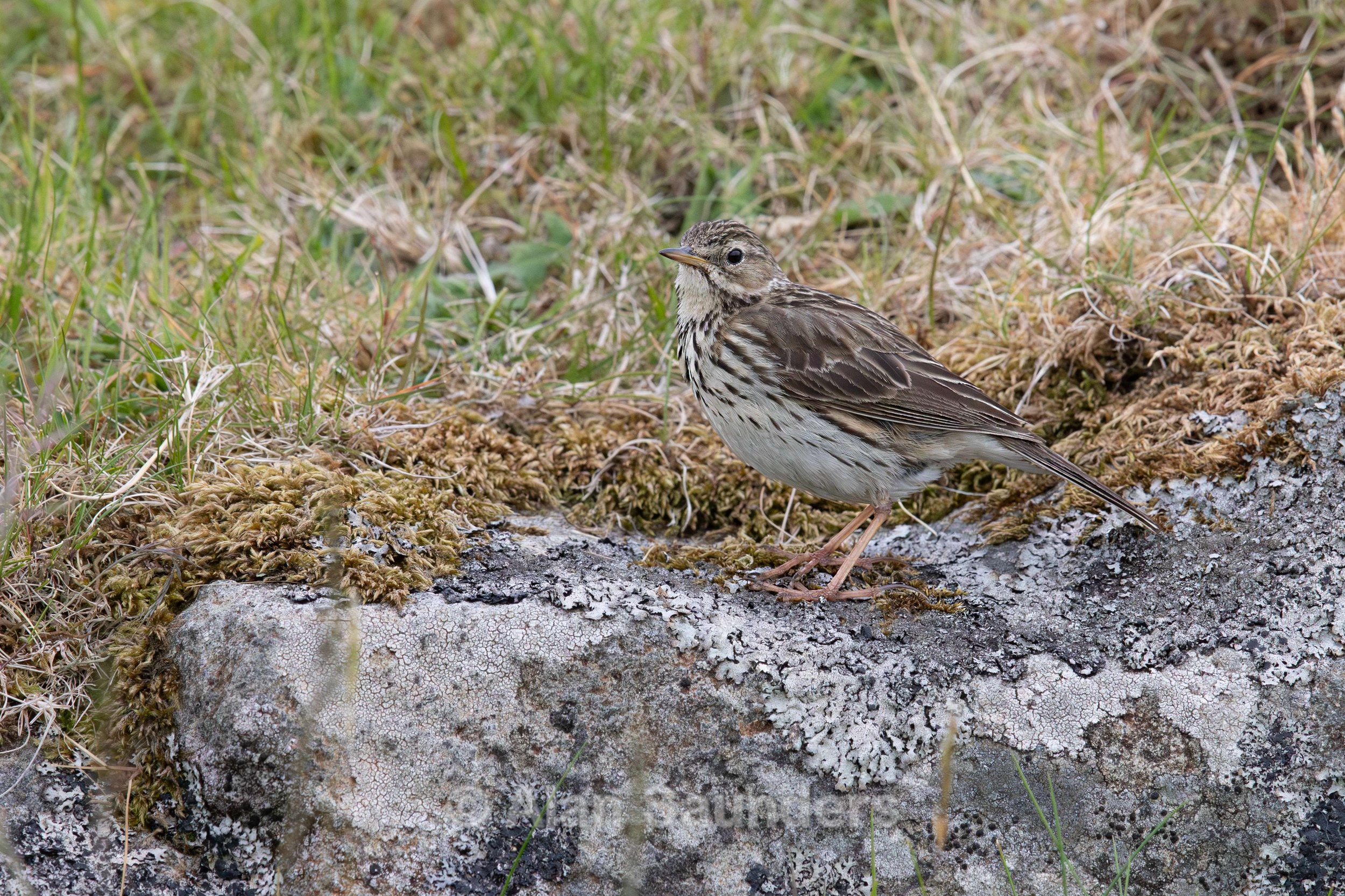 Meadow Pipit 1 (Anthus pratensis)