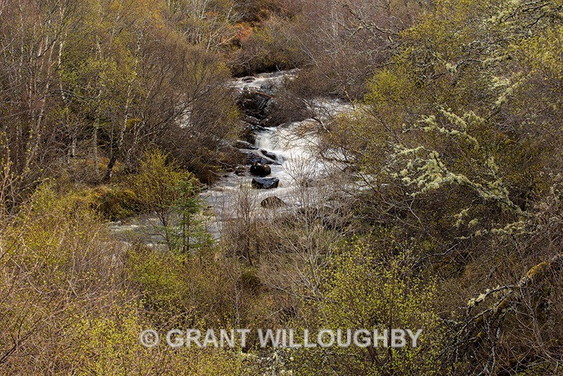 Highland stream Lairg 1 - Woods Trees Gorges and Waterfalls