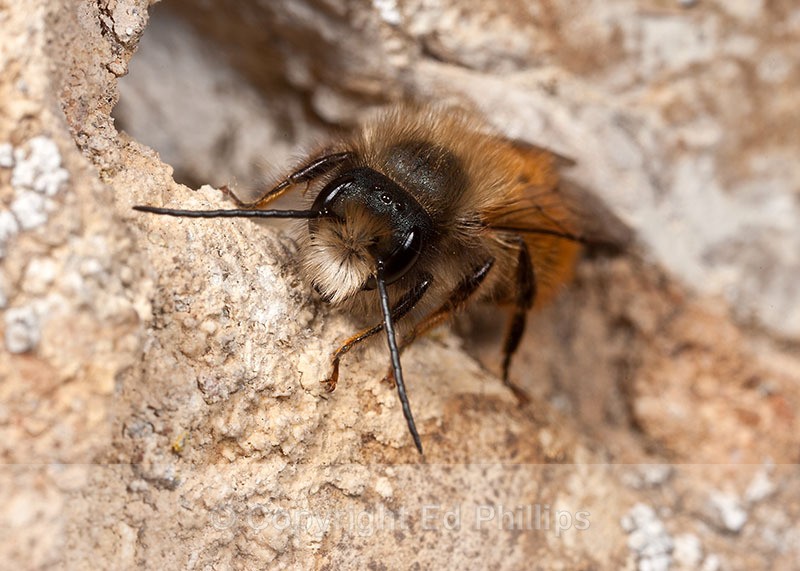Osmia bicornis (m) - Osmia bicornis (rufa)