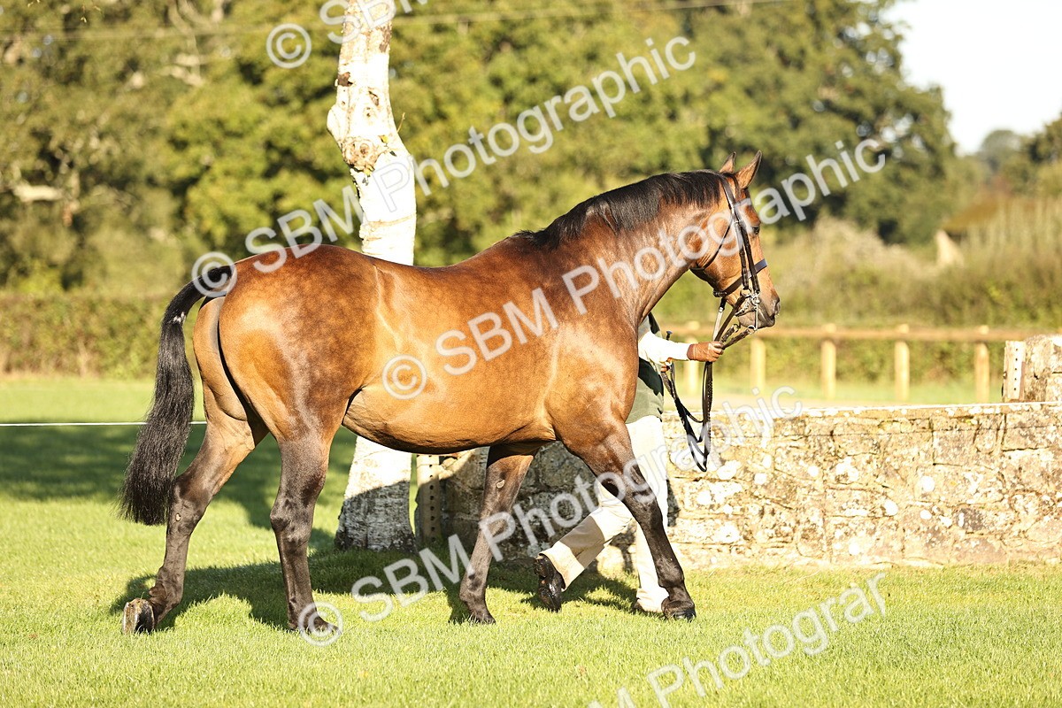 SBM_15689 - S1 - TSR in Hand Horse & Pony Showing