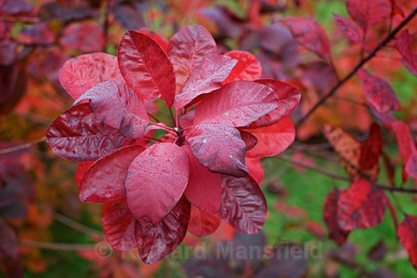  - Autumn