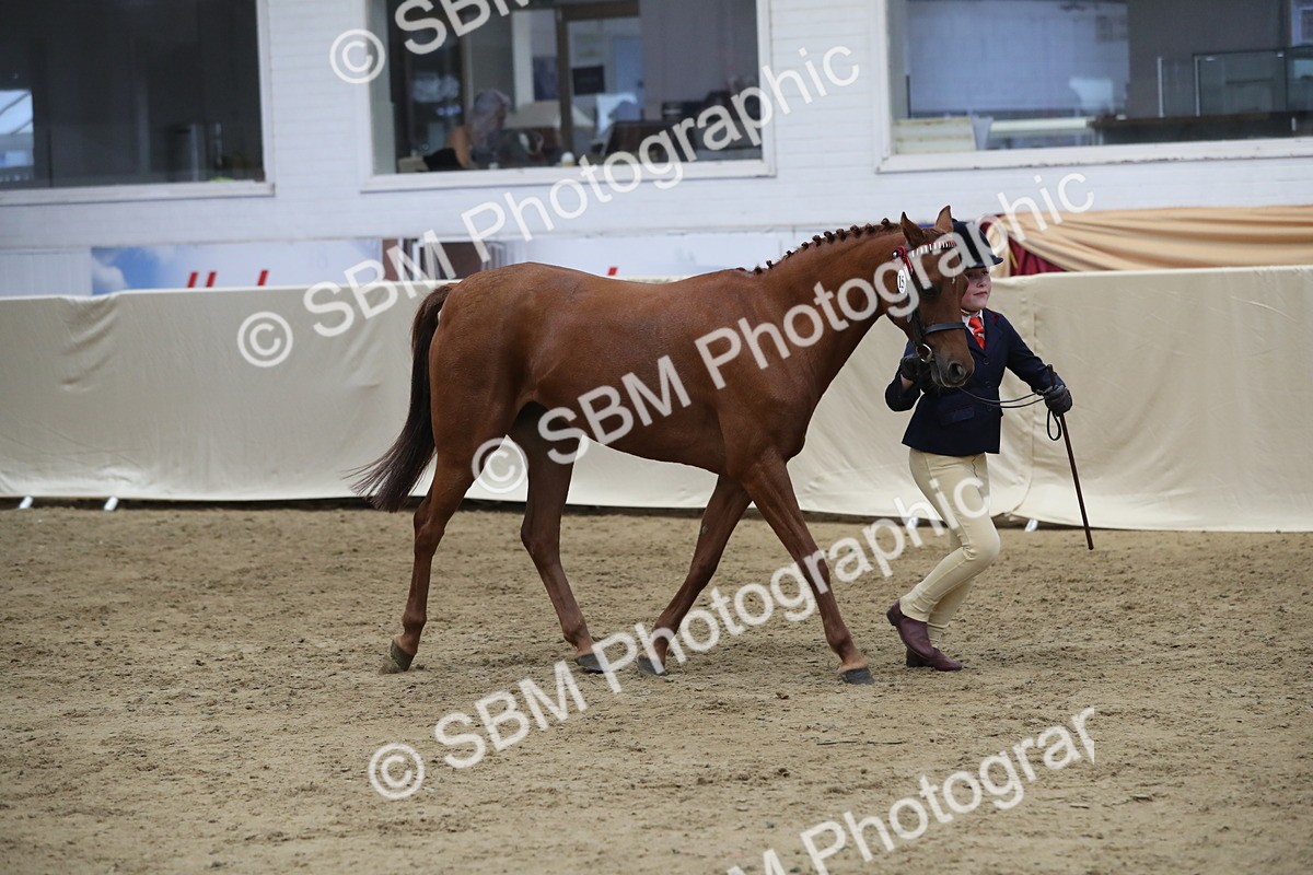 SBM_06433 - Class 9R Regional- IH Pre Vet