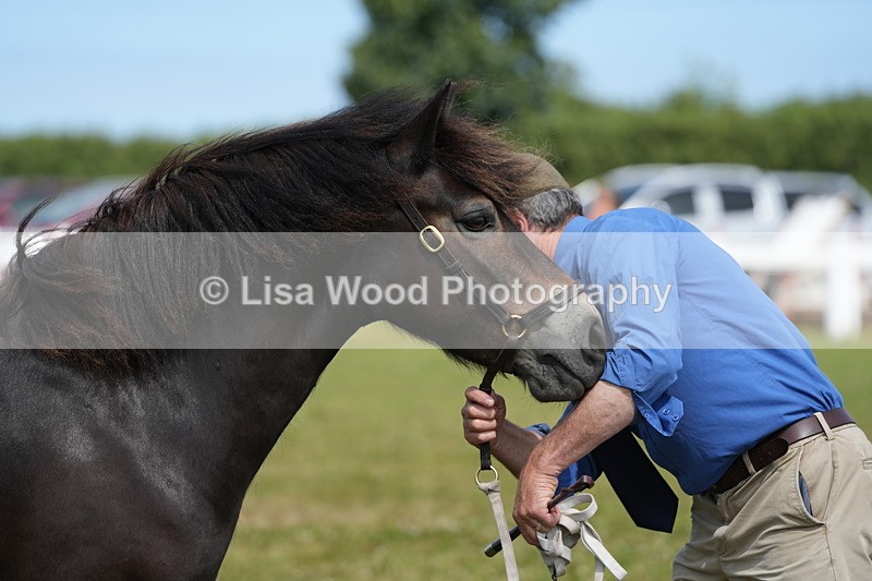 DSC05575 - Class 50: NPS M&M 4 years and over Small Breeds