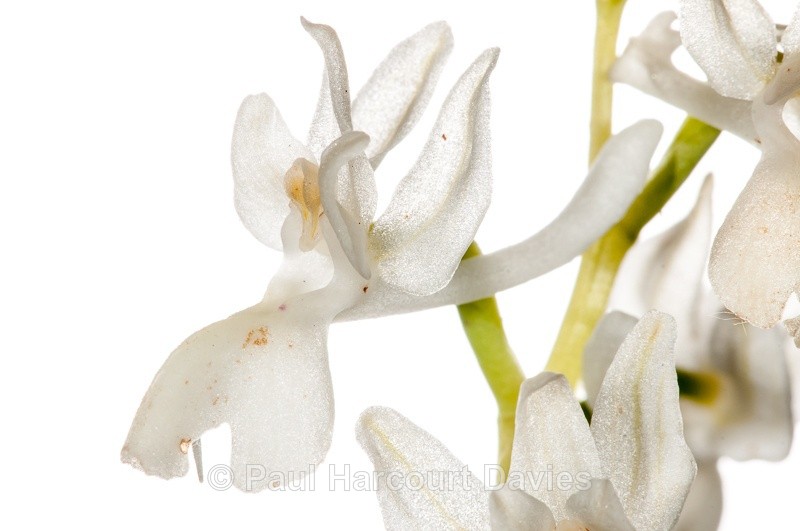  - WB: Orchids - Orchis