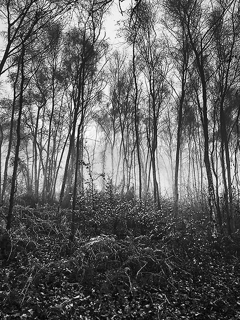 Storeton Woods Wirral England - Monochrome