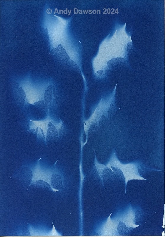 Holly - Cyanotype