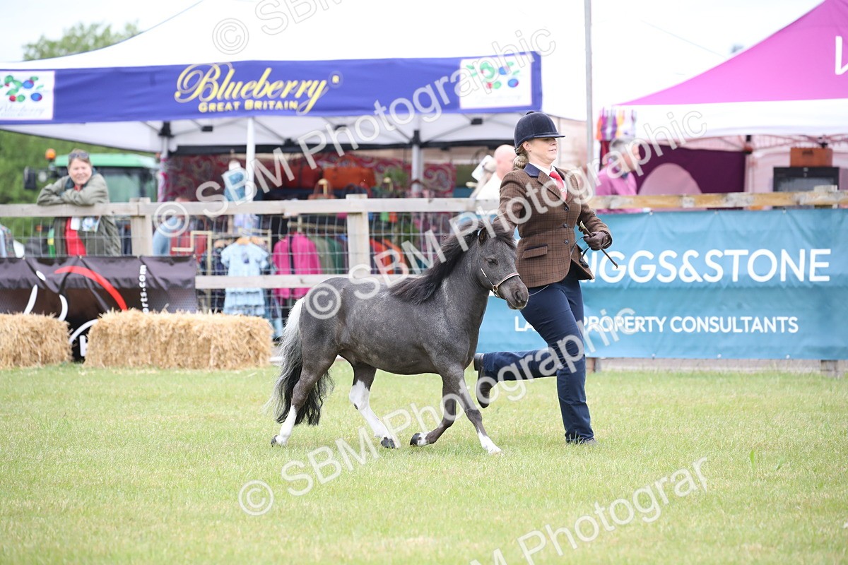 SBM_03922 - Class 23-25 - British Miniature Horse of the Year