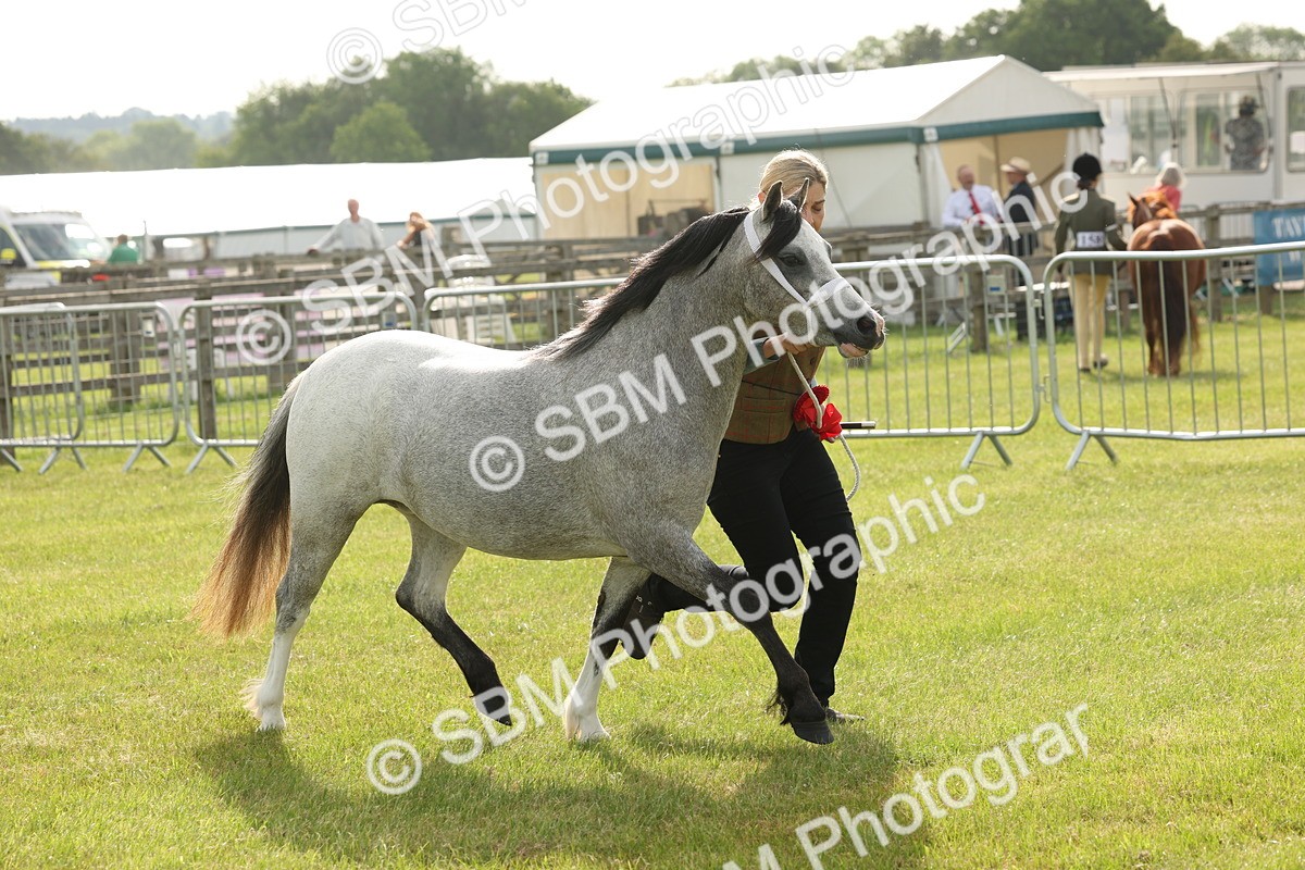 SBM_00463 - Class 6-13 - Mountatin and Moorland In Hand Welsh Breeds