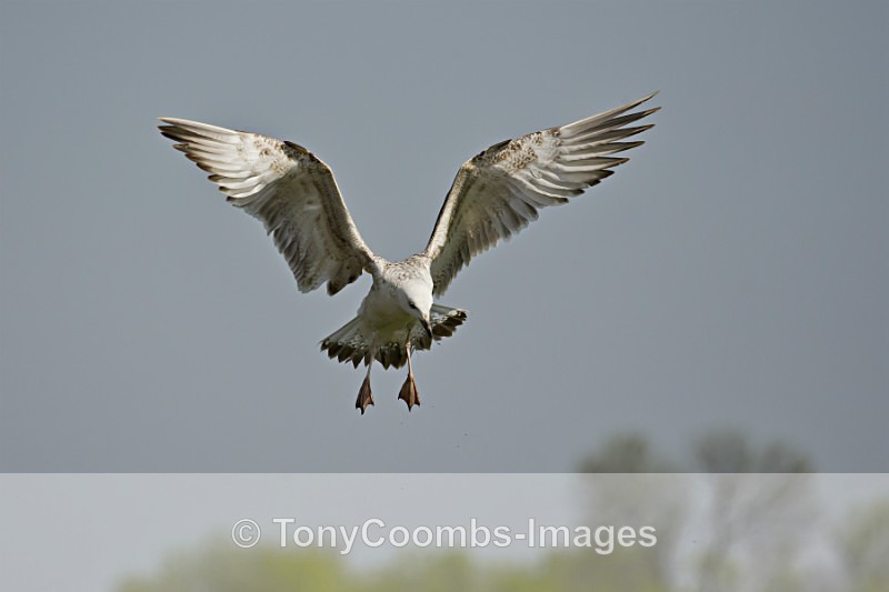 Caspian Gull - Egret & Stork Hide