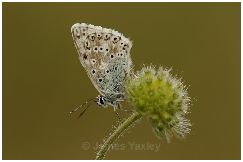 Chalk-hill Blue on Scabious Seed Head - Butterflies, Dragonflies and Demoiselles