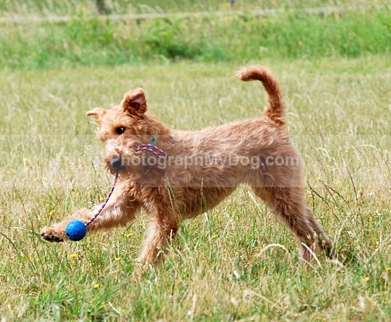  - Irish Terriers