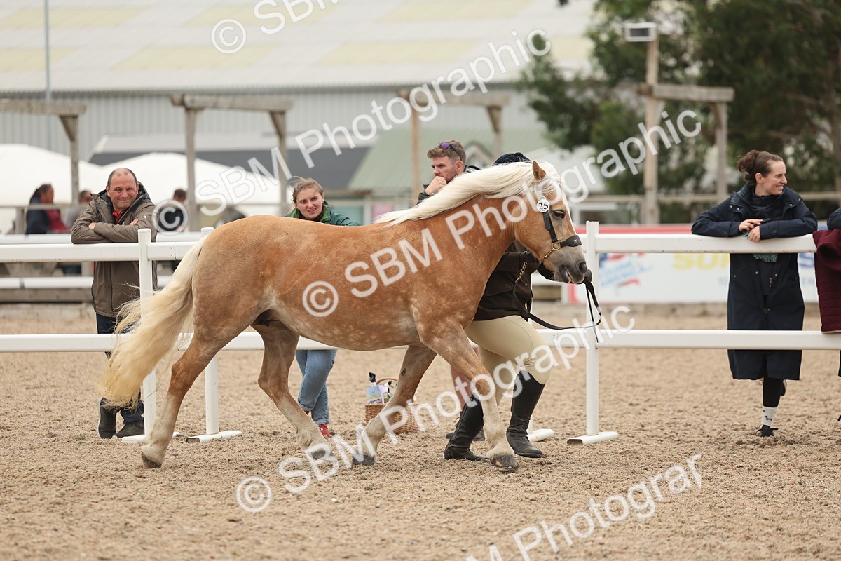 SBM_19291 - Class 317 - IH Pure Bred Horse-Pony