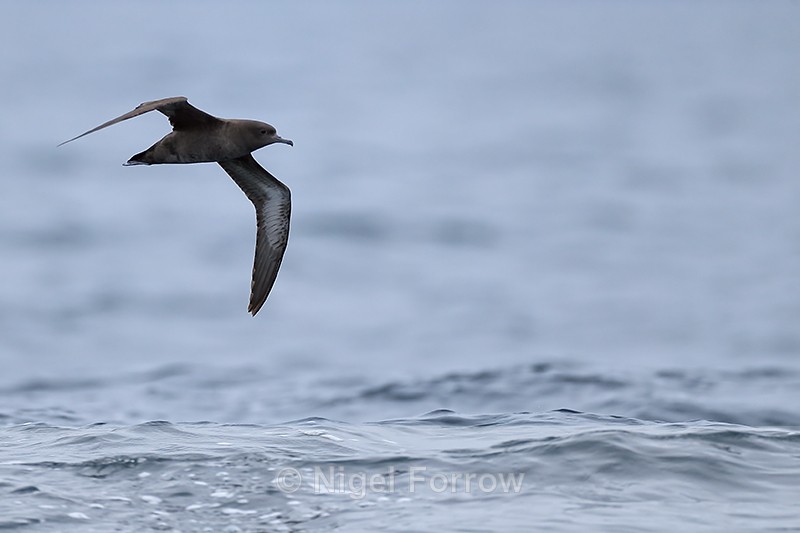 Sooty Shearwater in flight, Chile - Sooty Shearwater