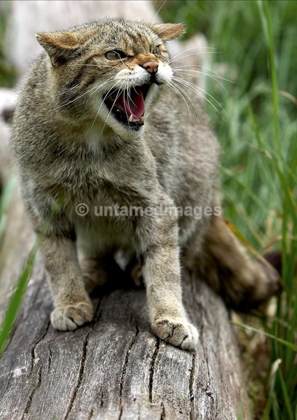 Scottish Wild Cat - United Kingdom