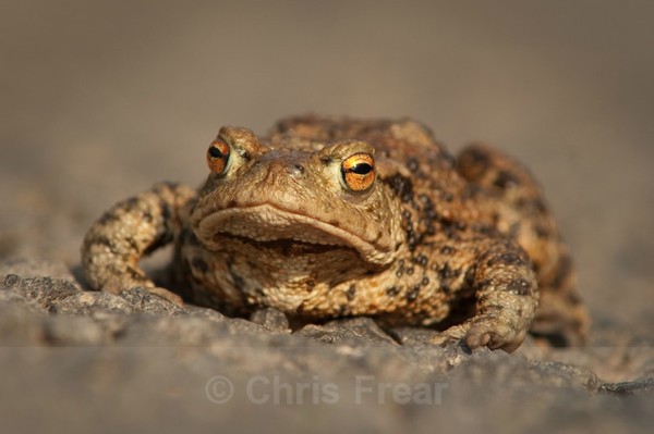 Frear-Toad - For T&C
