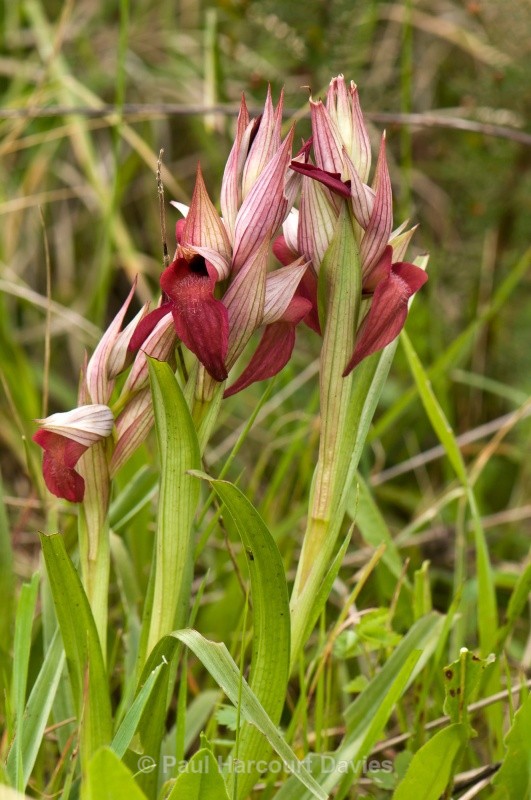 Scarce Serapias (Serapias neglecta) - Orchids - Serapias