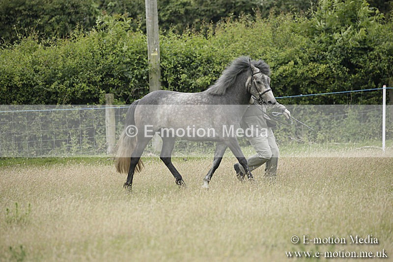 B230619-0066 - Bourne Valley Riding Club Summer Show 23/06/19