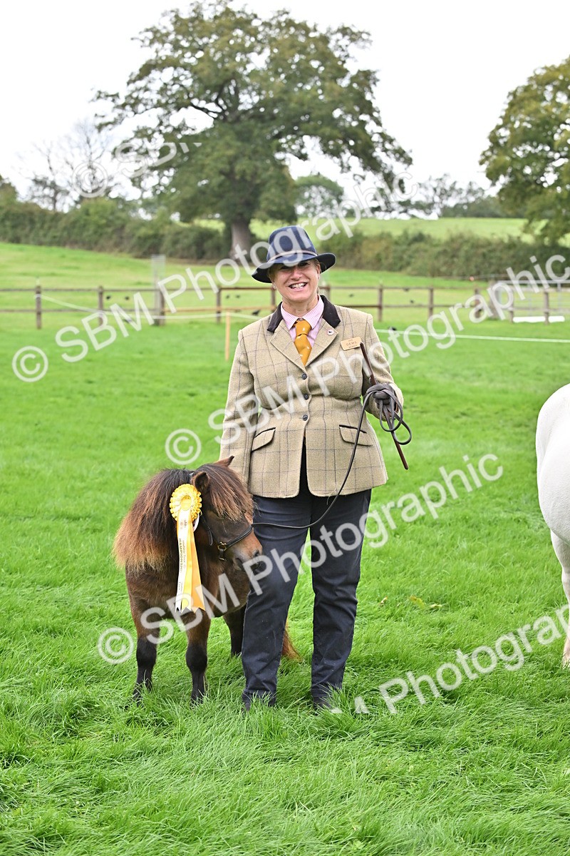 SBM_61097 - S48 - Mountain & Moorland In Hand Small Breeds